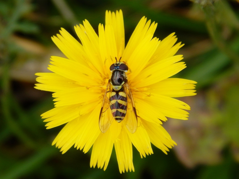 Syrphidae: Syrphus ribesii ? No,  Dasysyrphus albostriatus (cfr.), femmina
